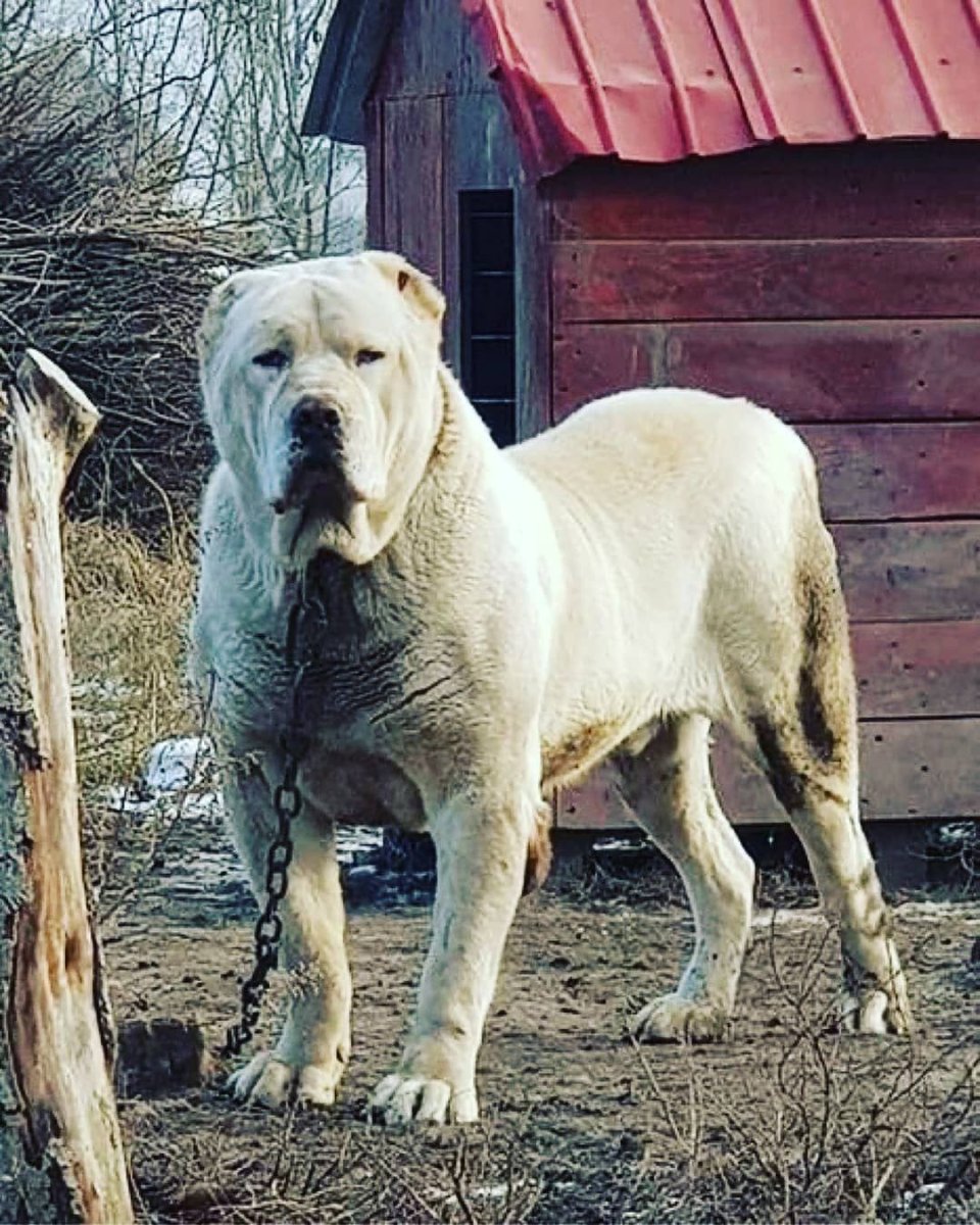 Ирландский волкодав