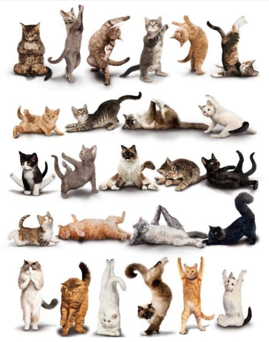 Йога с котами