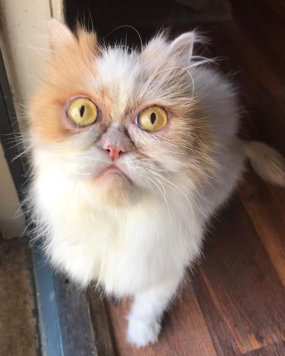 Недовольный кот