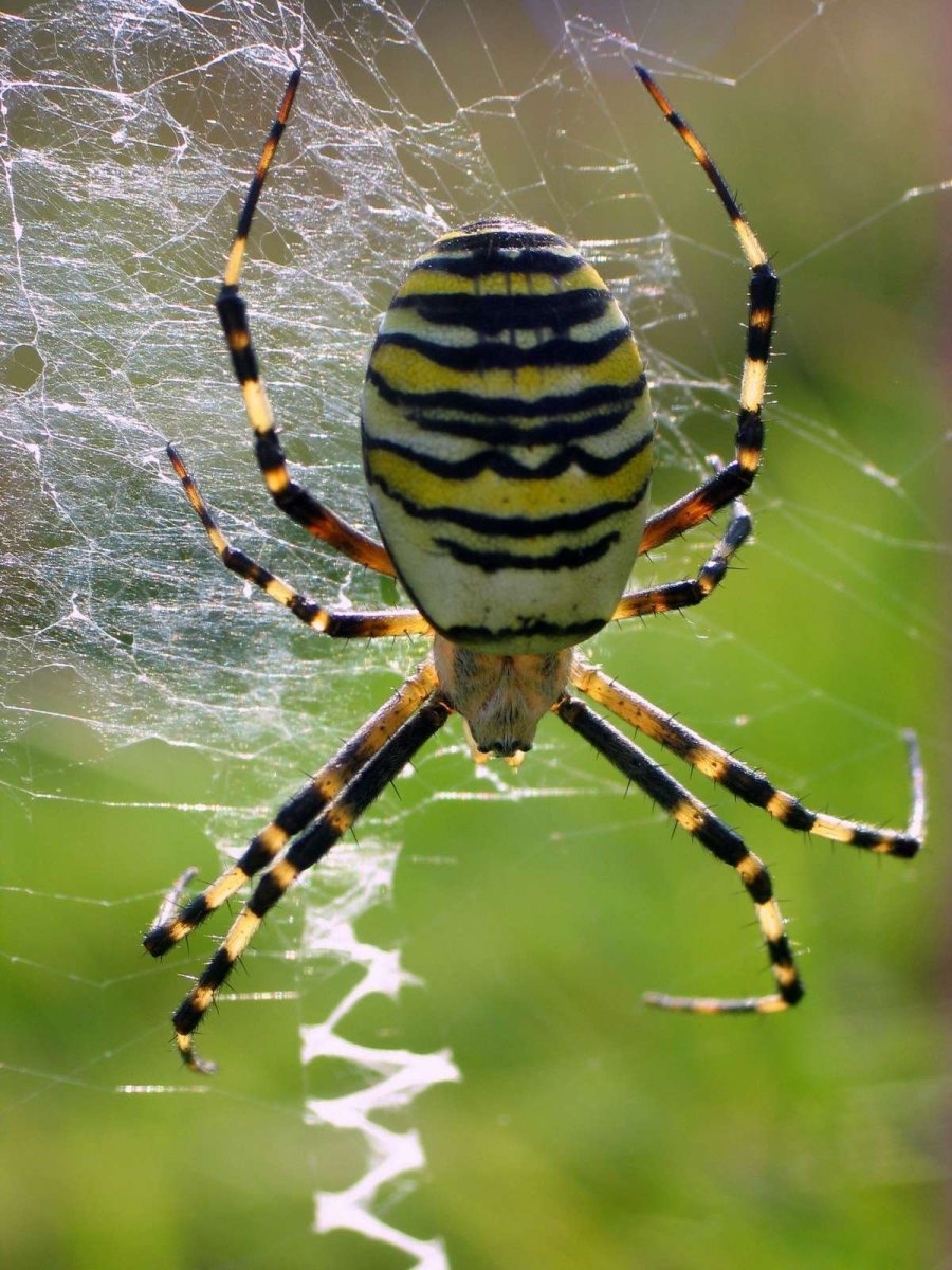 Аргиопа Брюнниха (паук-Оса)