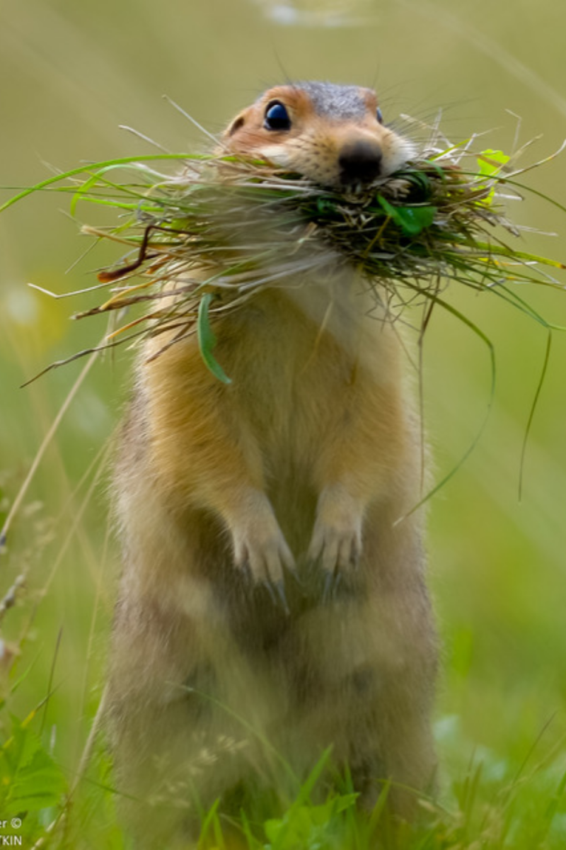 Каждый суслик агроном