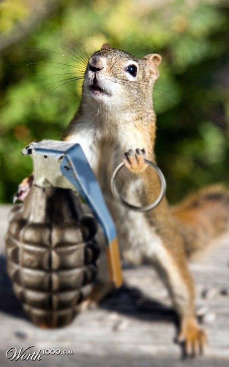 Белка в каске