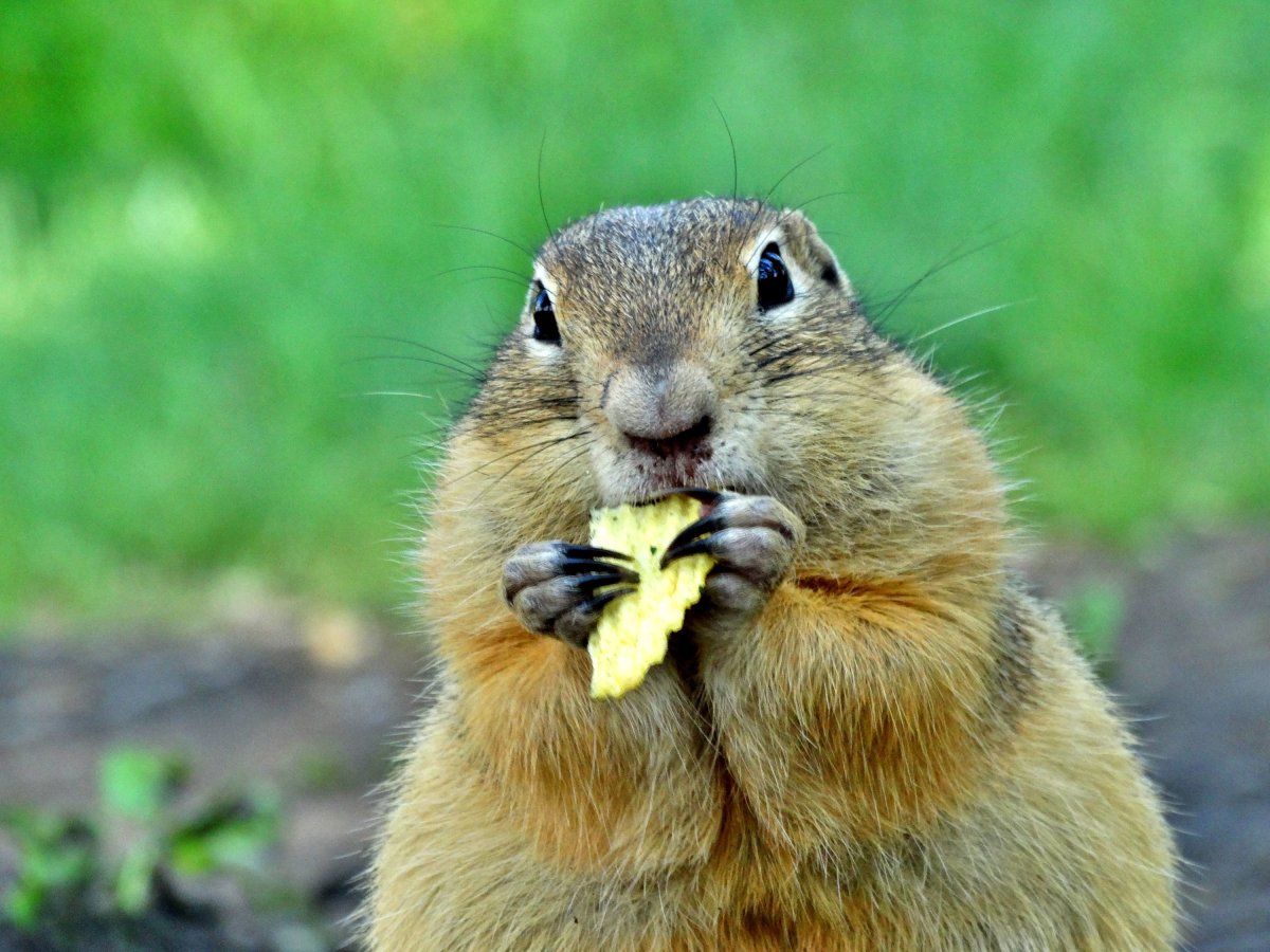 Милый суслик