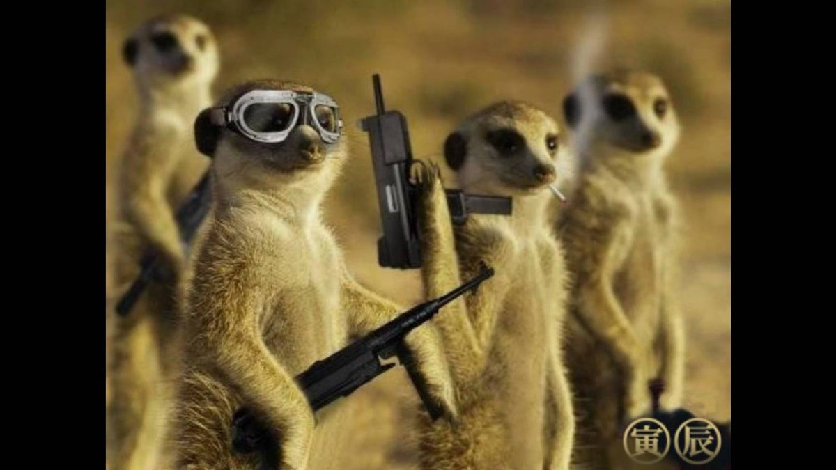 Сурикат в военной форме