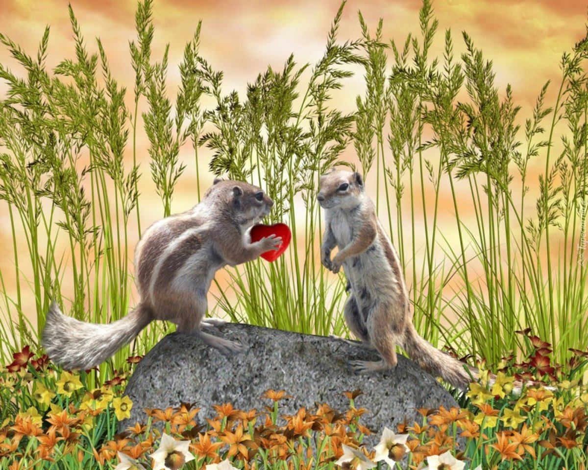 Суслик и белка