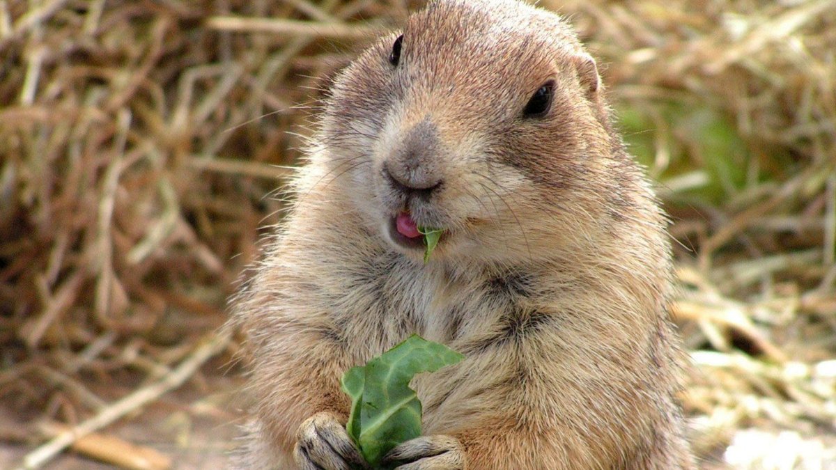 Милые бобры