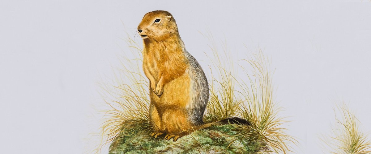 Суслик акварель
