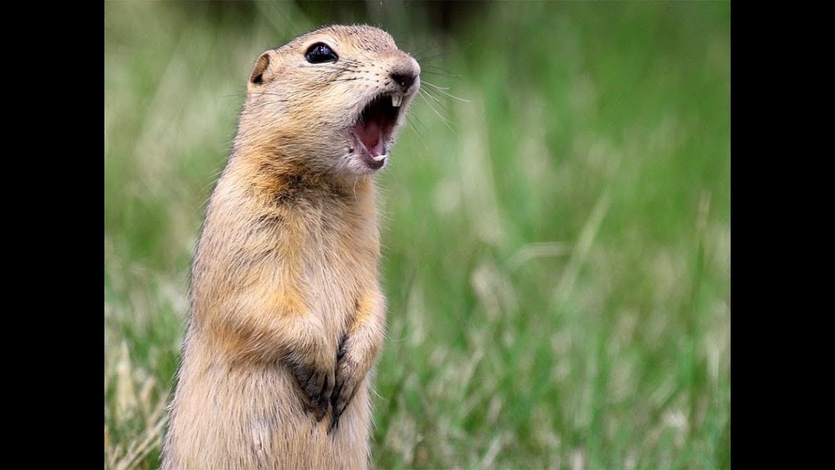 Кричащий суслик