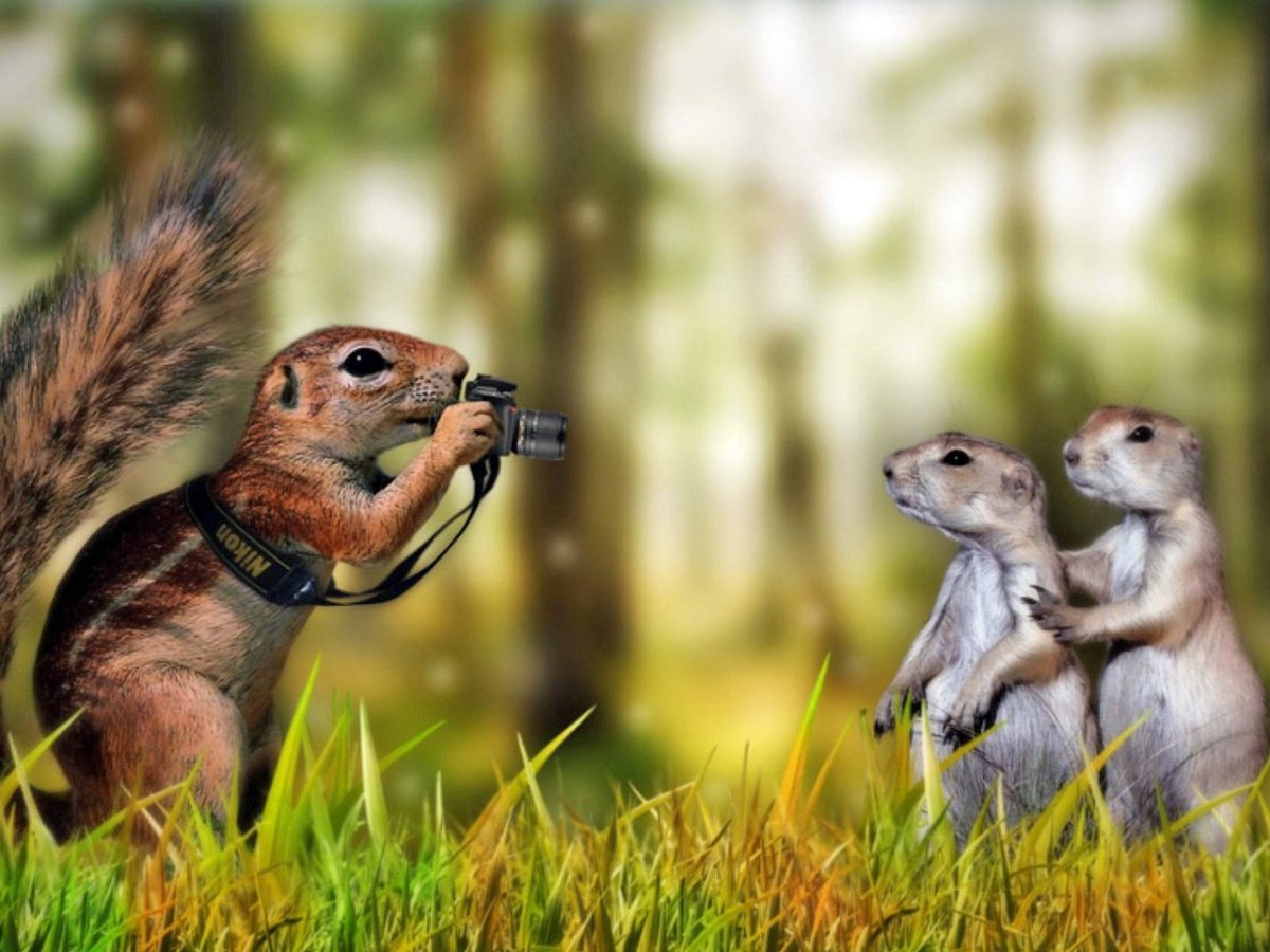 Смешные картинки животных