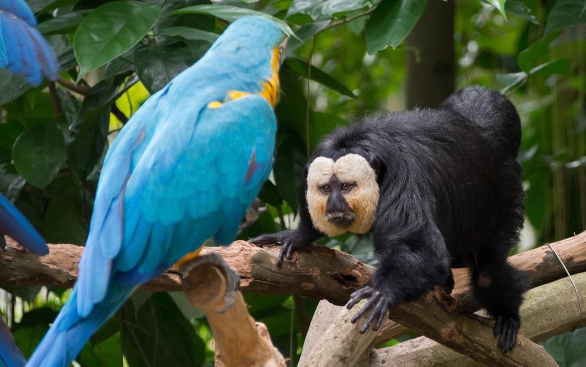 Обезьяна с попугаем