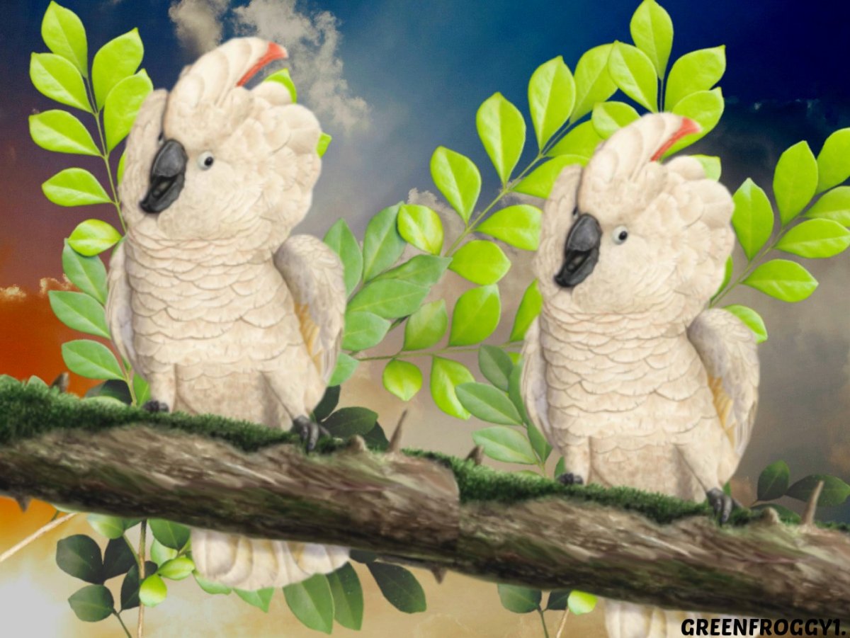 Какаду обои