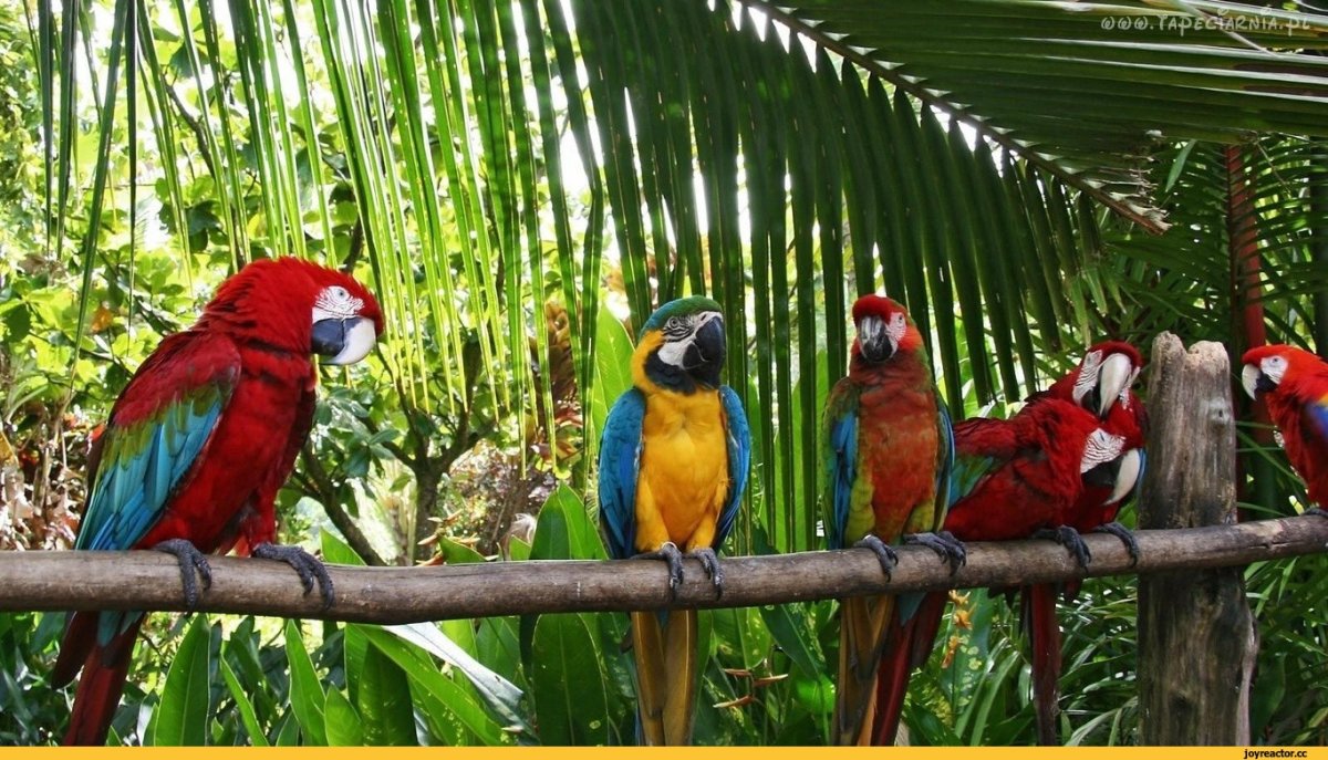 Попугаи экваториальных лесов Африки
