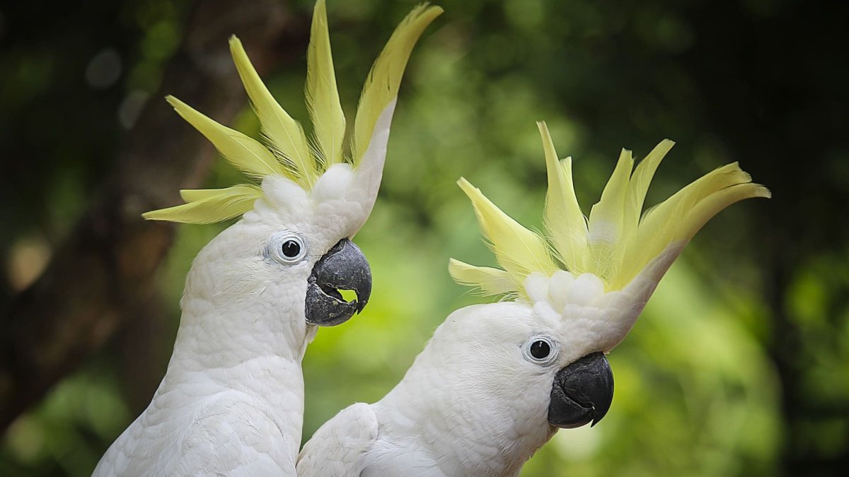 Малый желтохохлый Какаду