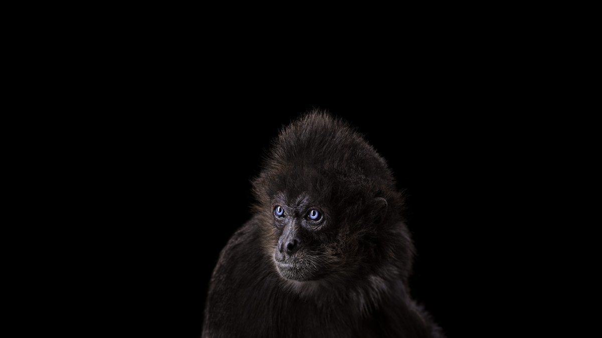 Горилла утка попугай