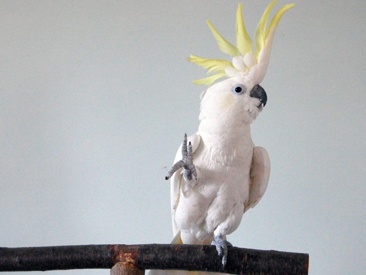 Пейзаж с попугаем