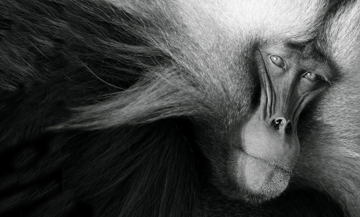 Сельва попугай ара