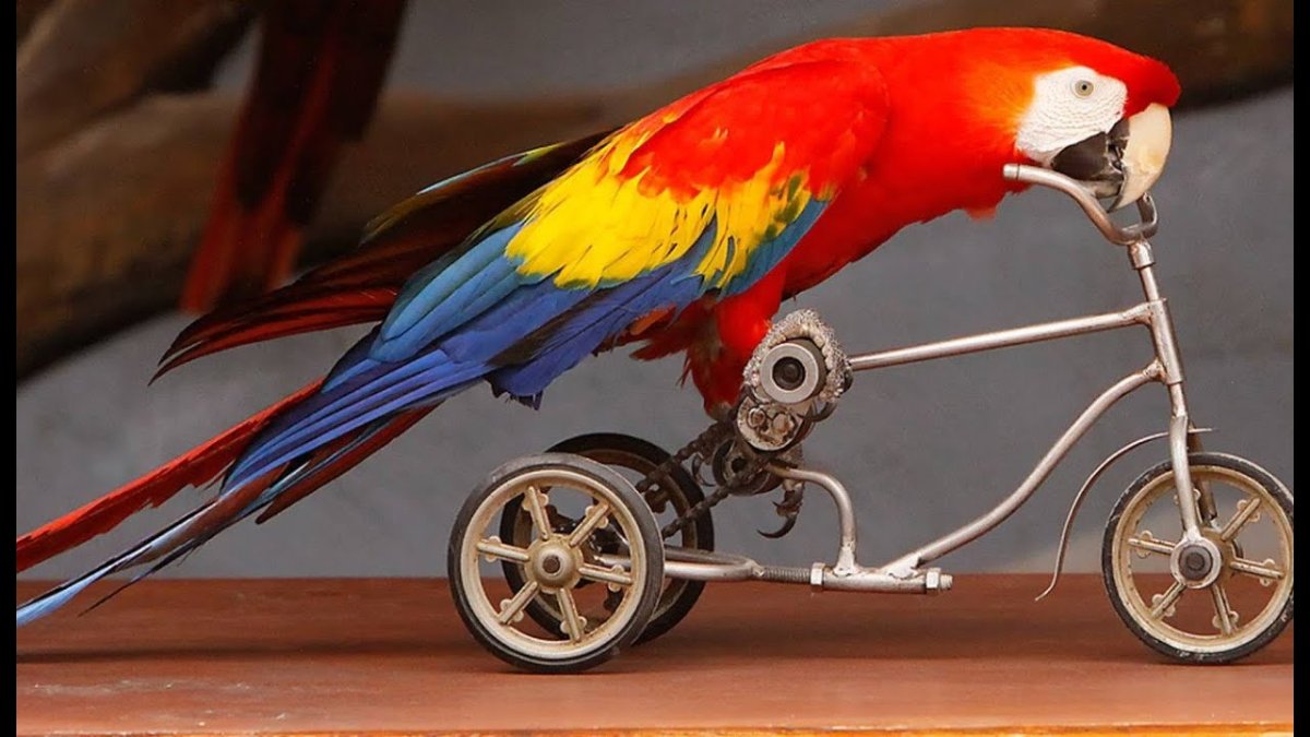 Самый дешевый попугай который умеет варить