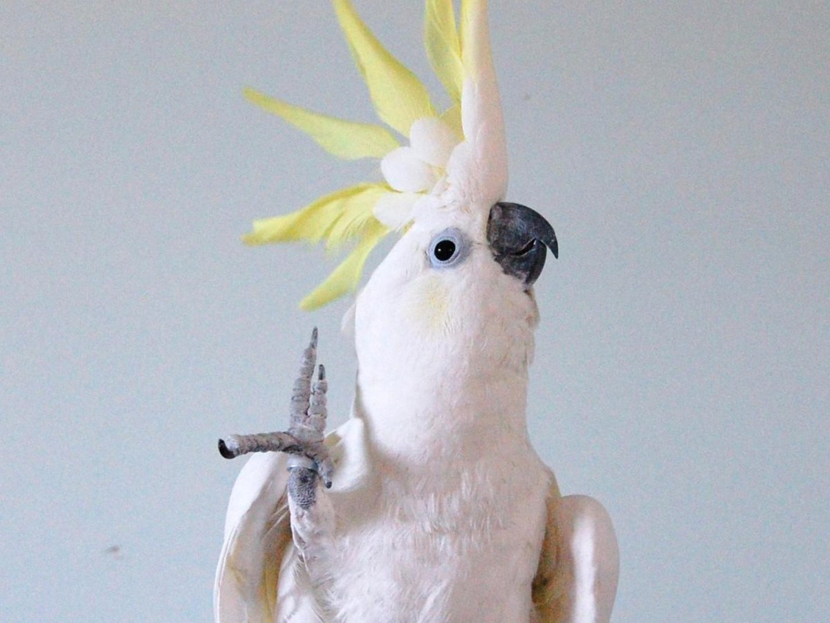 Bored Ape Yacht Club NFT