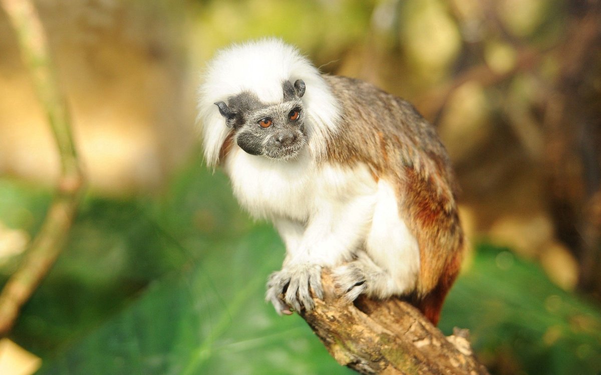 Обезьяна черно белая