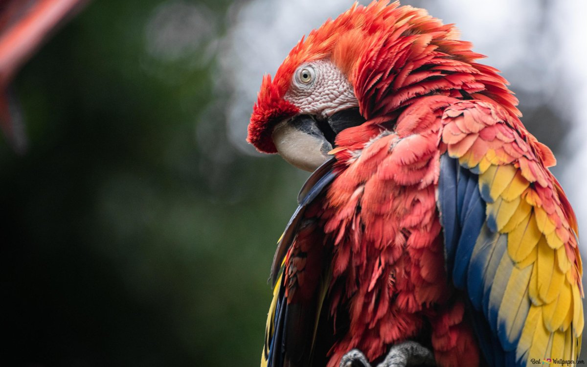 Бонобо спаривание