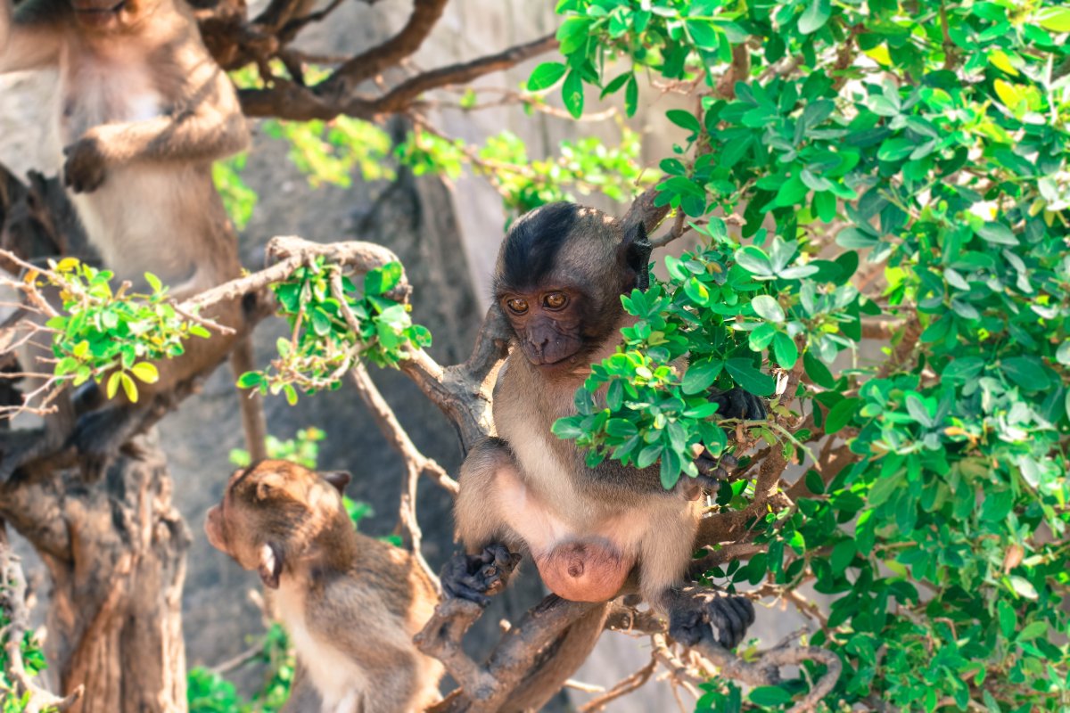 Джунгли лианы туканы