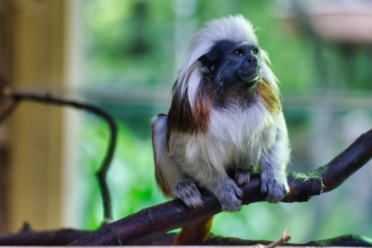 Хохлатая игрунка