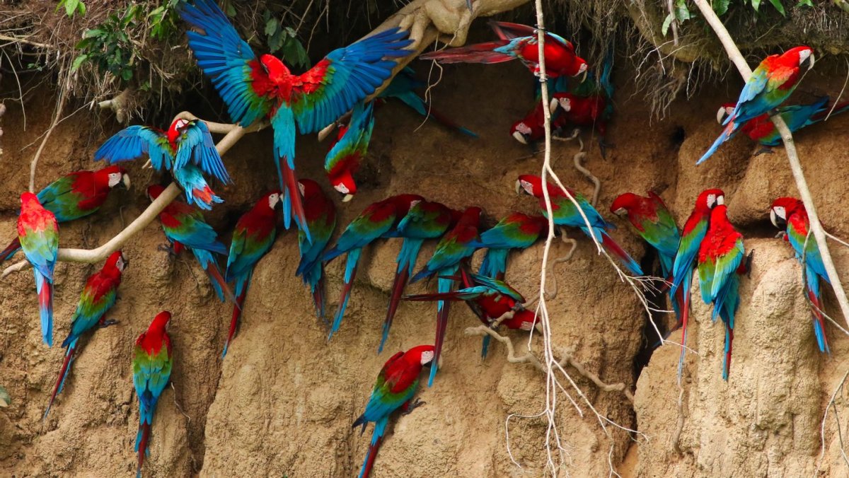 Стая попугаев в природе