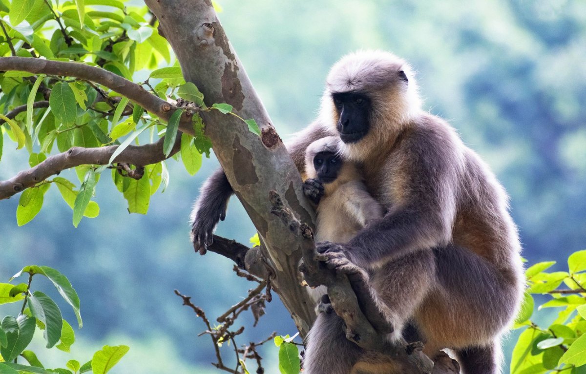 Зазу Король Лев