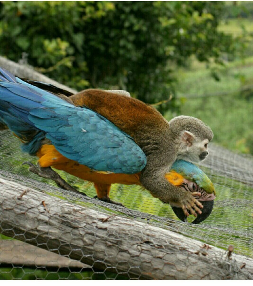 Попугай ара смешной