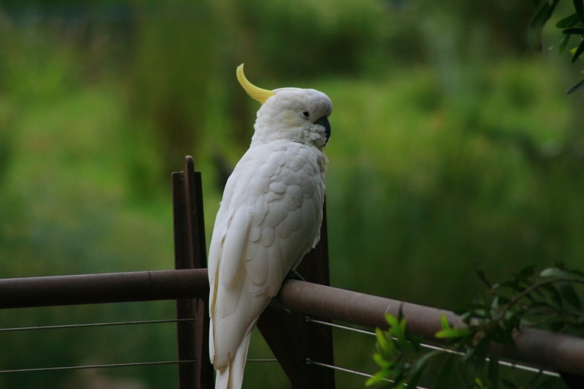 Какаду на рабочий стол
