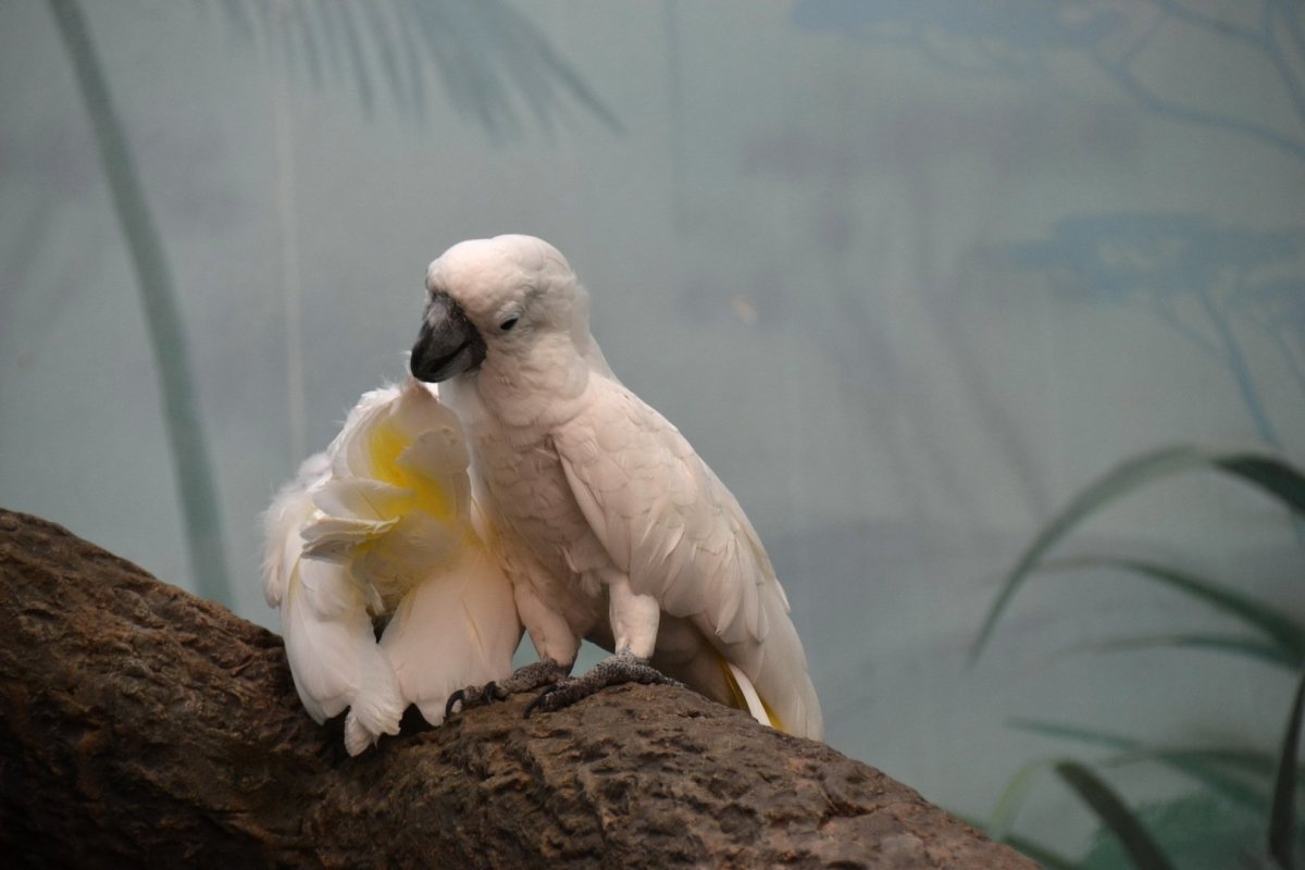 Попугай ара