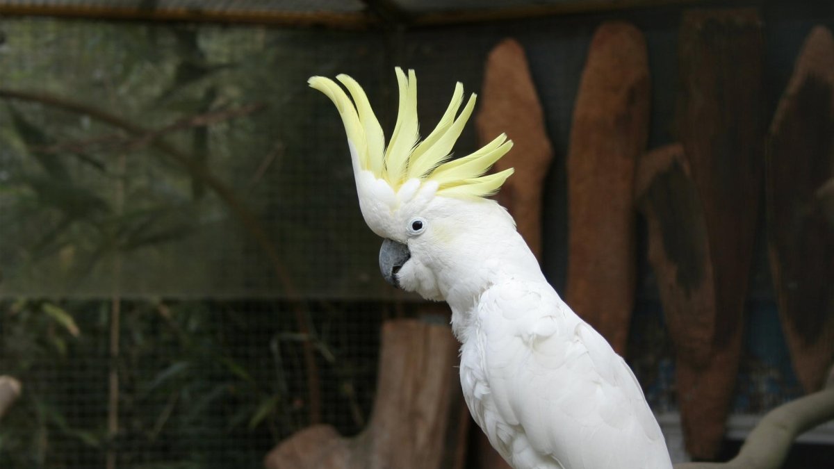 Эдипов Тамарин