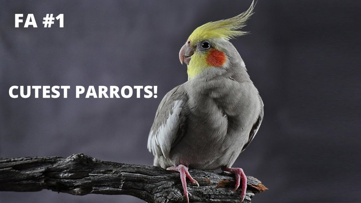 Джунгли Африки гориллы