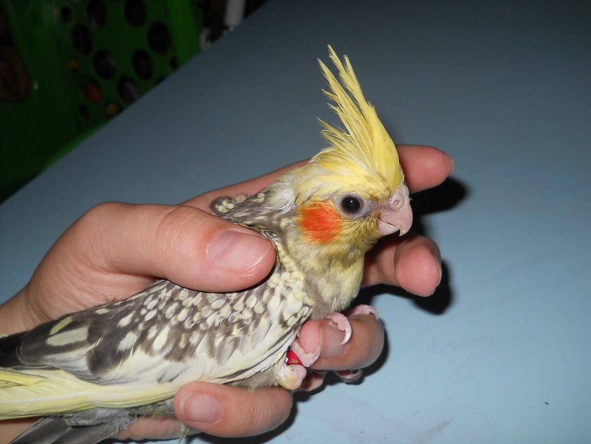 Корелла попугай расцветки