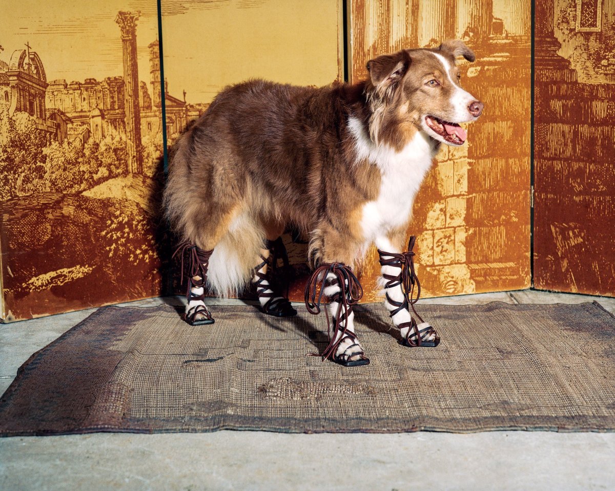 Гладиаторская собака