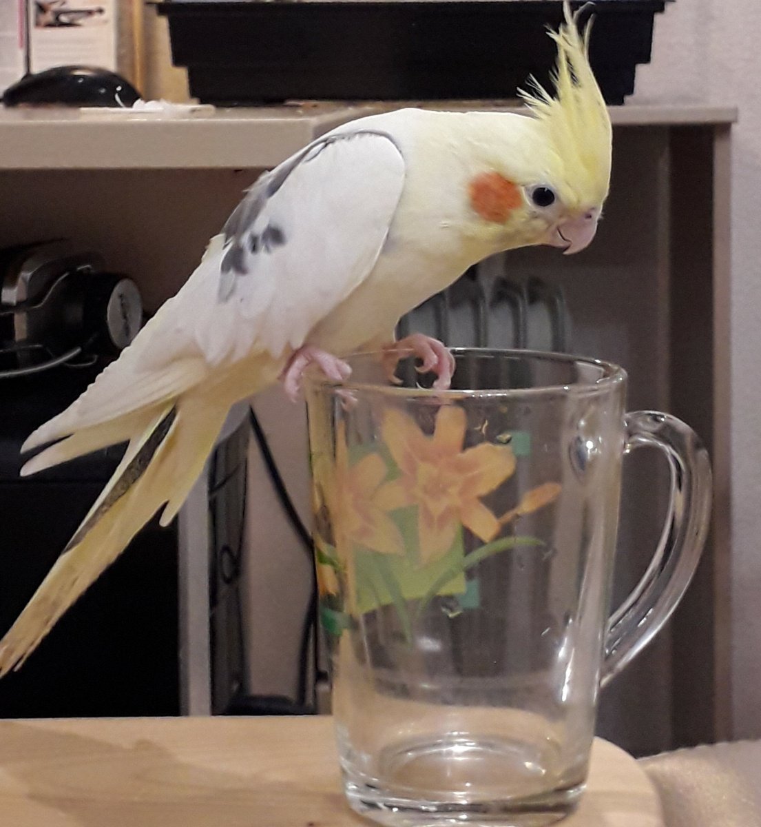 Попугай Пикачу корелла