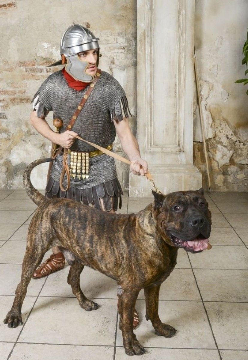 Бестиарий Рим