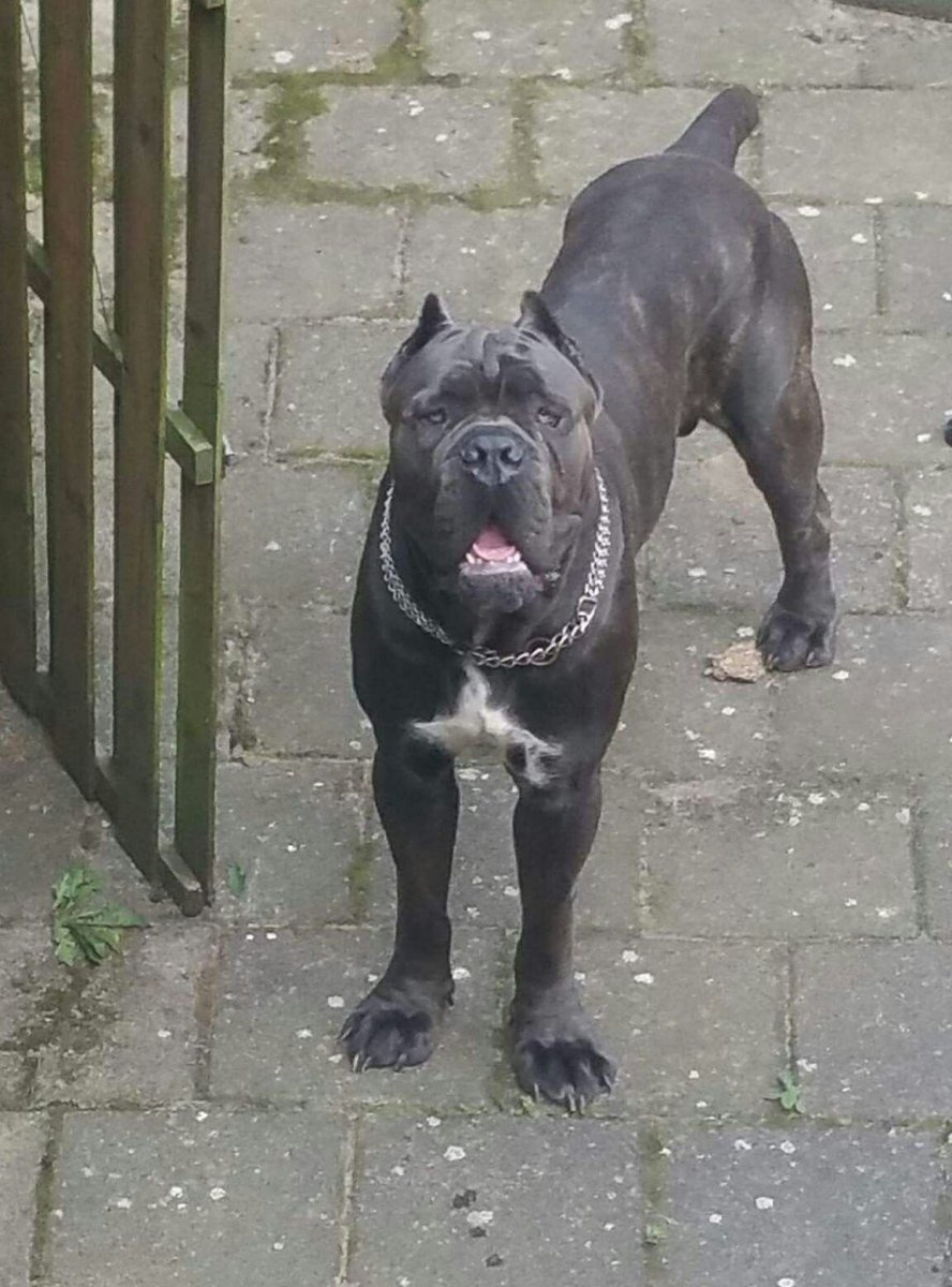 Гладиаторские бои прикол