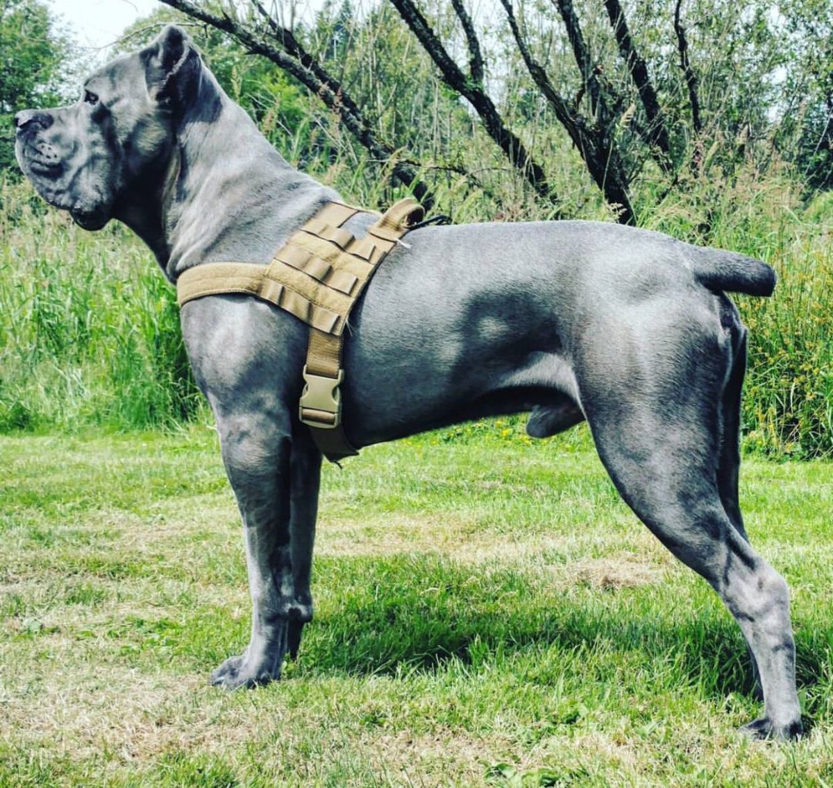 Собака Гладиатор