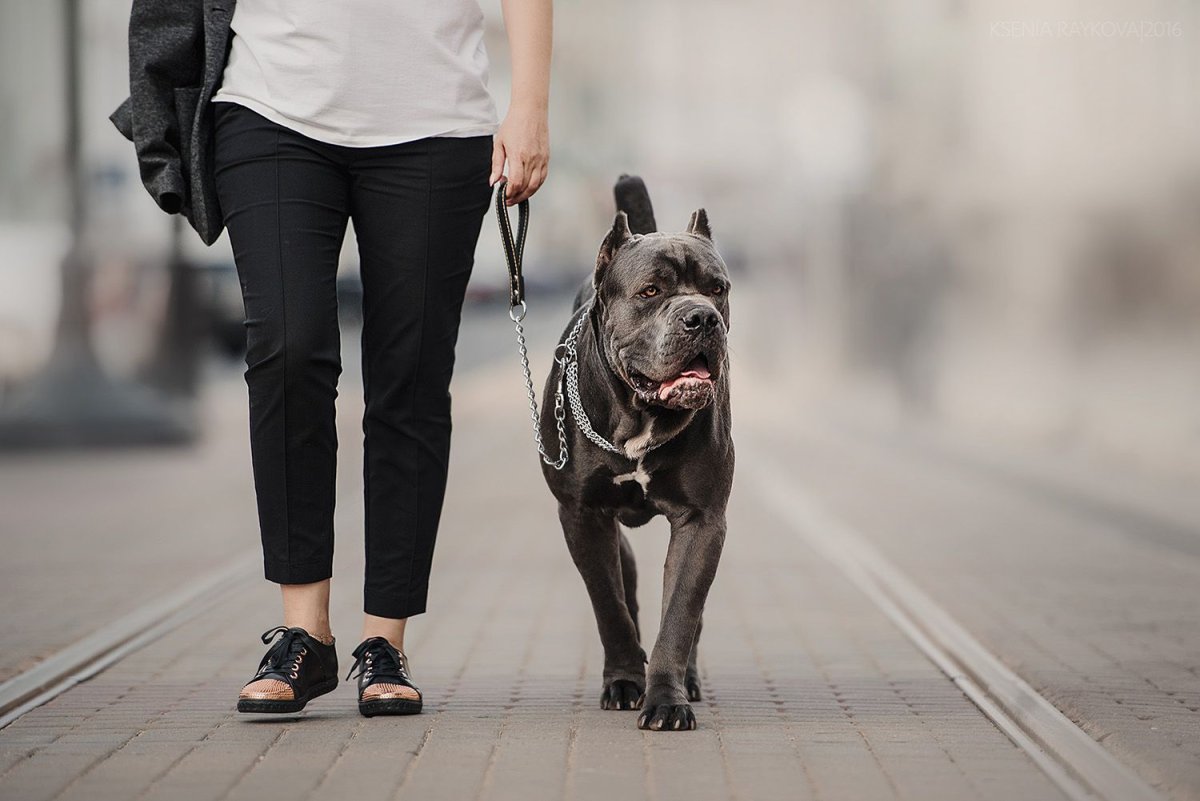 Собаки в доспехах арт