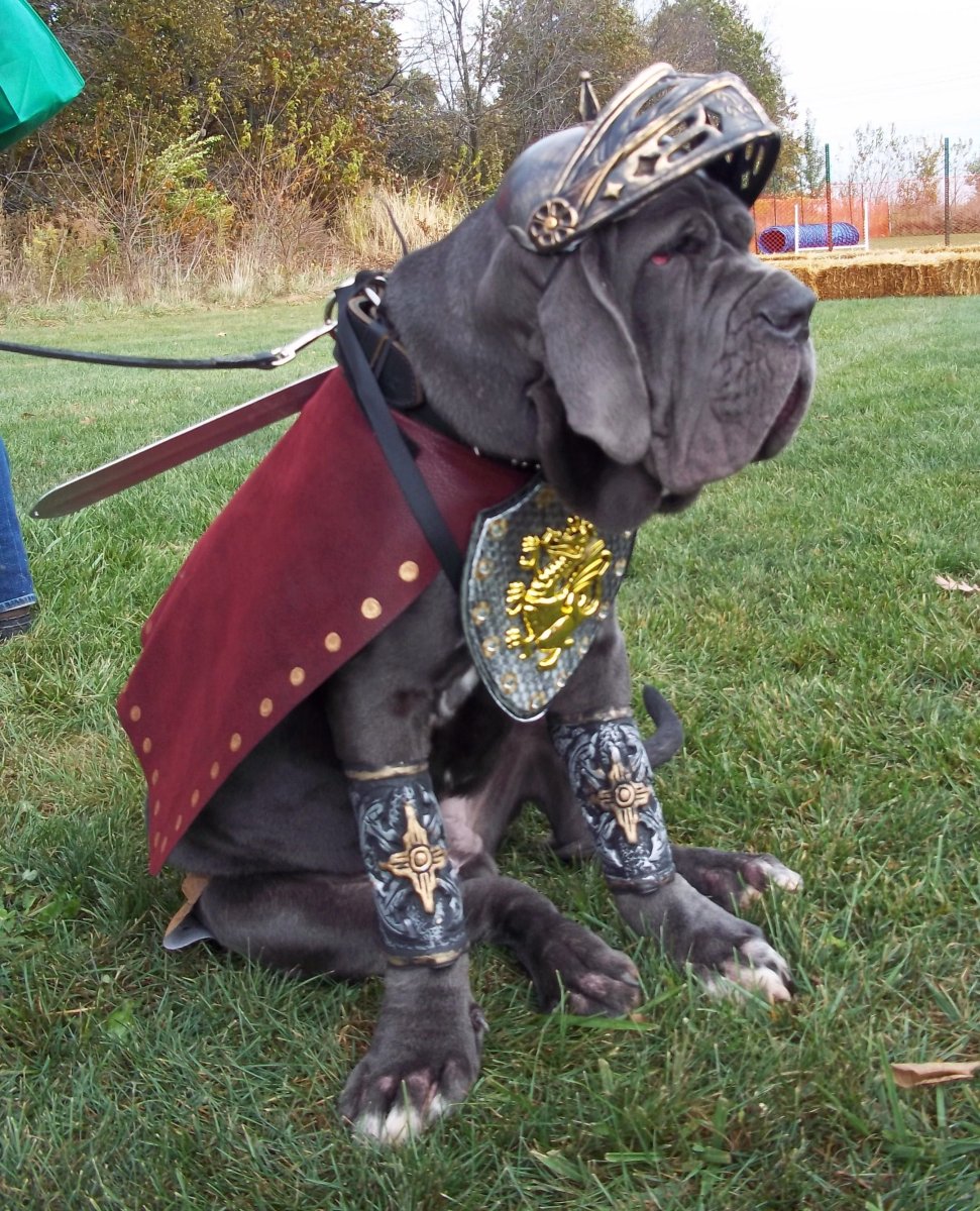 Собаки испанских конкистадоров