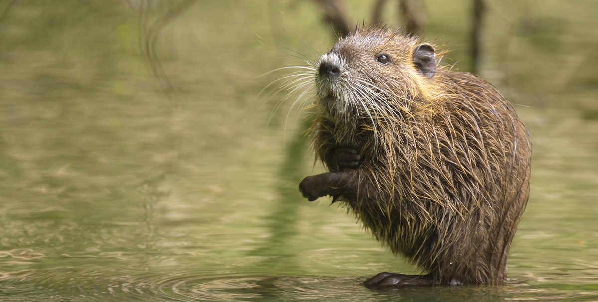 Философствующий ондатр