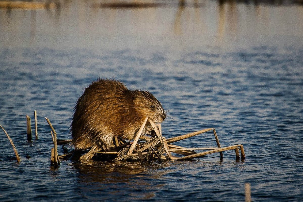 Водяная крыса ондатра