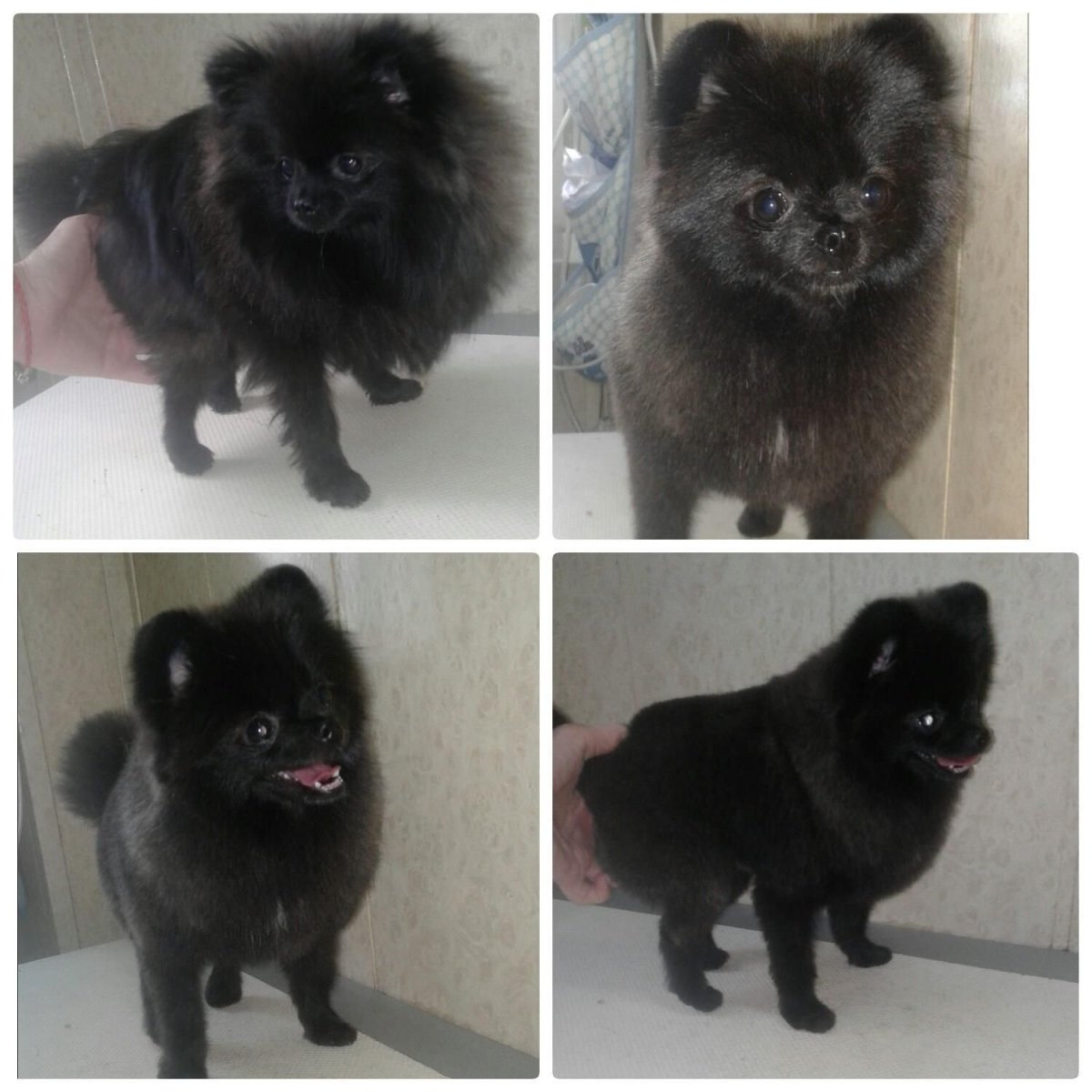 Шпиц черный стриженный