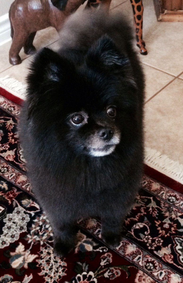 Шпиц черная Жемчужина