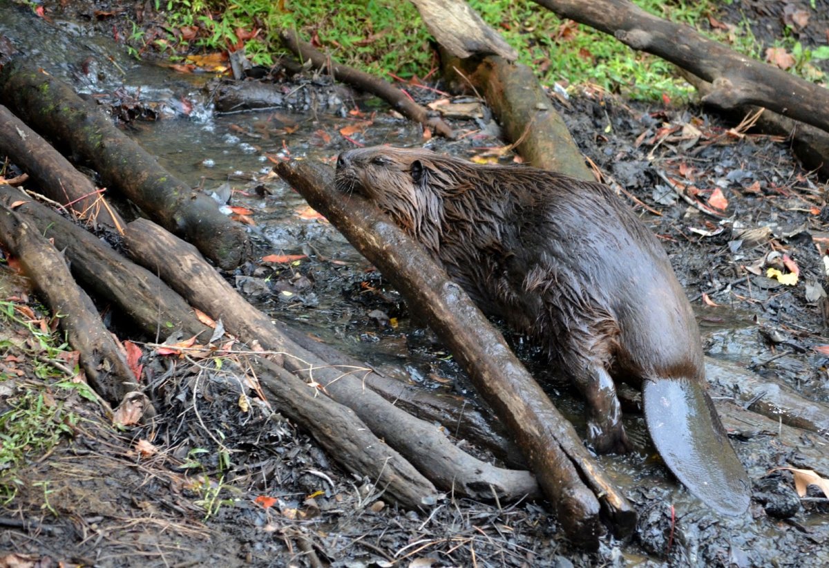 Бобры на реке