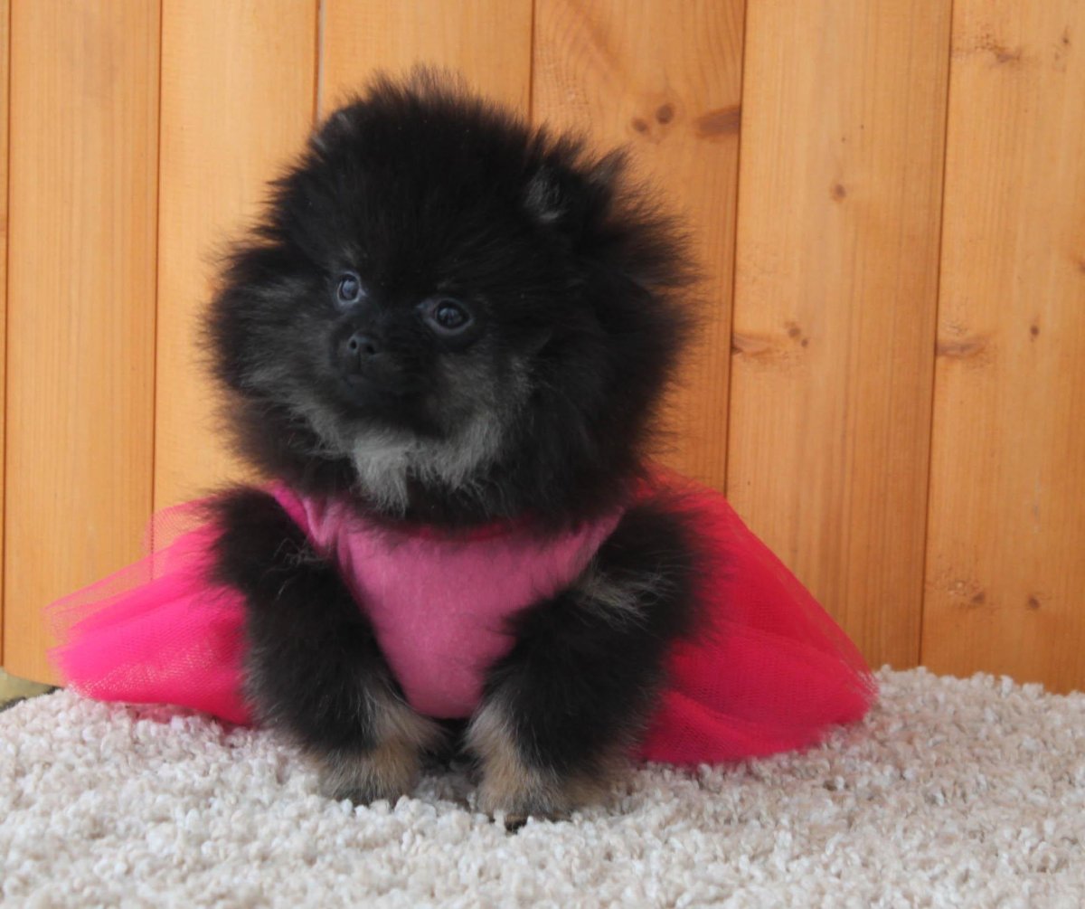 Шпиц собака черный