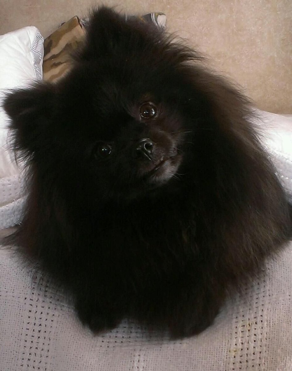 Черный шпиц лежит на белом фоне