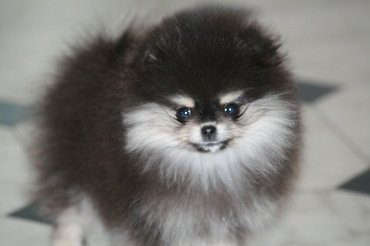 Японский шпиц черный