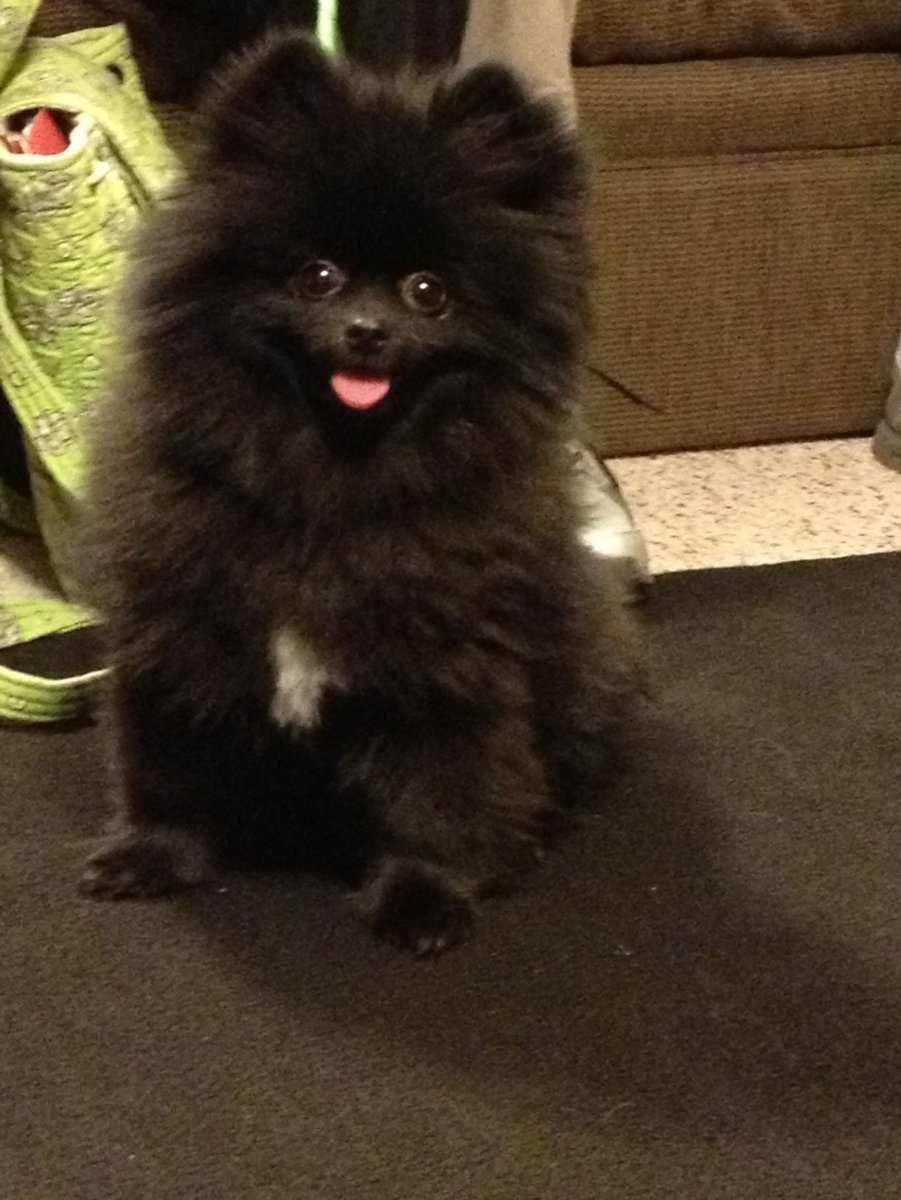 Подстриженый чёрный шпиц